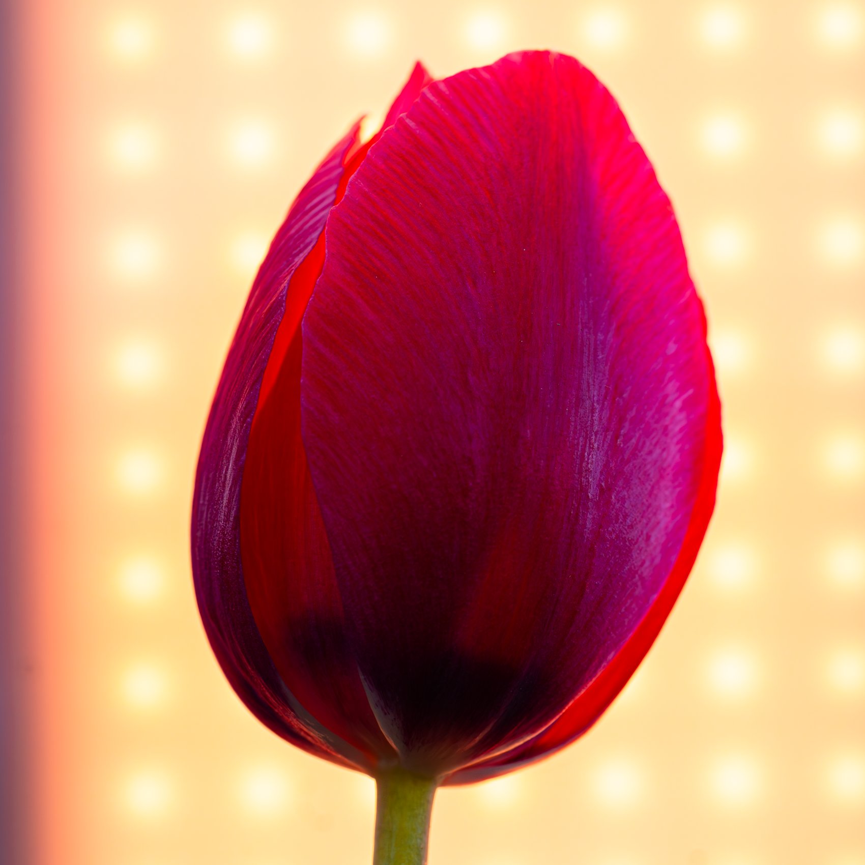 Tulip Burlesque thumbnail thumbnail